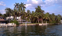 Palm & Hibiscus Island