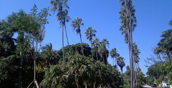 Palm Island & Hibiscus Island 16