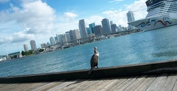 Condo's and Lofts in Downtown Miami 13