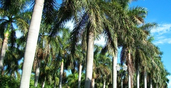 Star Island 5