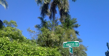 Palm & Hibiscus Island 6